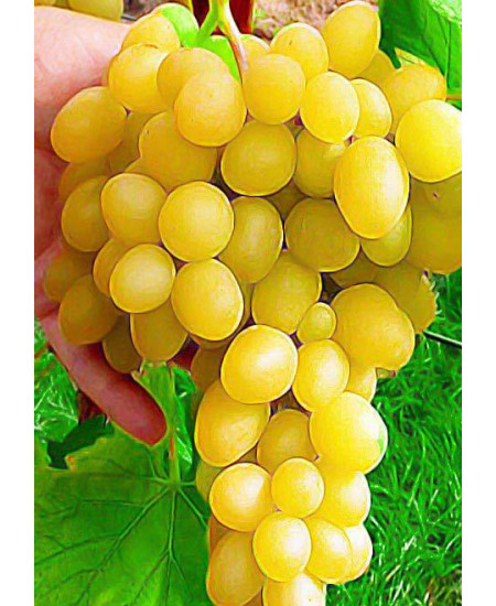 Виноград Лора Виноград Лора