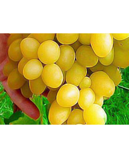 Виноград Лора Виноград Лора