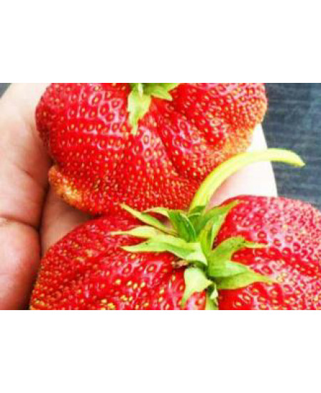 Клубника Максим (Упаковка 5шт) Клубника Максим (Упаковка 5шт)