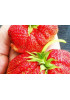 Клубника Максим (Упаковка 5шт) Клубника Максим (Упаковка 5шт)