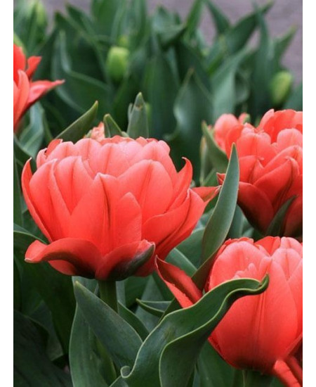 Тюльпан "Toronto Double" 3шт в упаковке Тюльпан "Toronto Double" 3шт в упаковке