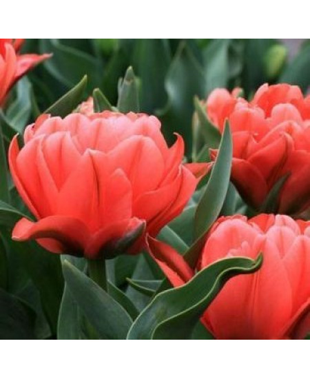 Тюльпан "Toronto Double" 3шт в упаковке Тюльпан "Toronto Double" 3шт в упаковке