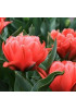 Тюльпан "Toronto Double" 3шт в упаковке Тюльпан "Toronto Double" 3шт в упаковке