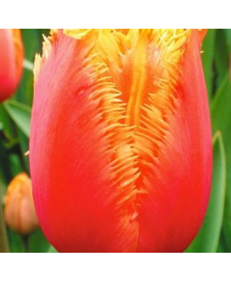 Тюльпан бахромчатый "Ламбада" (Lambada) 3шт в упаковке (размер 11/12) Тюльпан бахромчатый "Ламбада" (Lambada) 3шт в упаковке (размер 11/12)