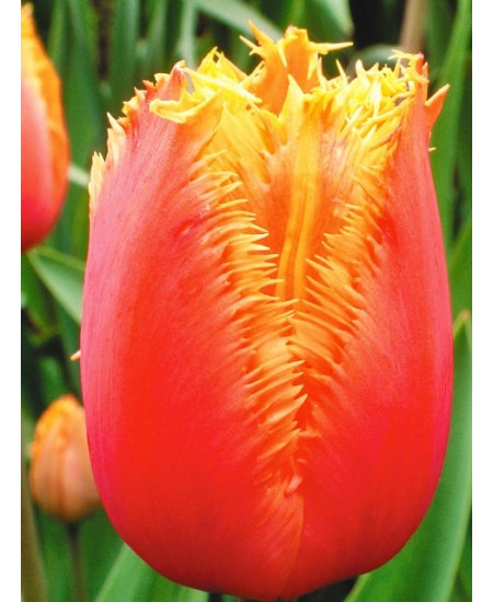 Тюльпан бахромчатый "Ламбада" (Lambada) 3шт в упаковке (размер 11/12) Тюльпан бахромчатый "Ламбада" (Lambada) 3шт в упаковке (размер 11/12)