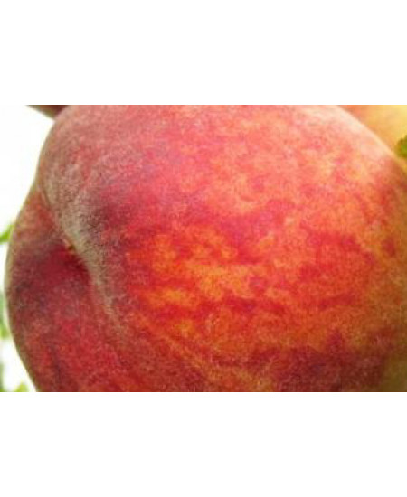 Персик Осенний Румянец Персик Осенний Румянец