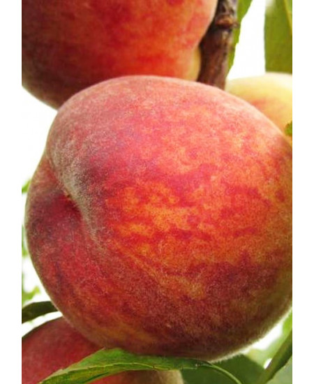 Персик Осенний Румянец Персик Осенний Румянец