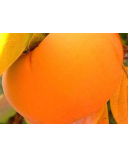 Хурма Чинебули Хурма Чинебули