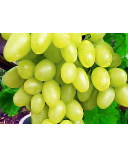 Виноград Аркадия Виноград Аркадия