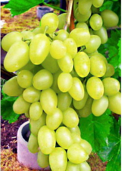 Виноград Аркадия