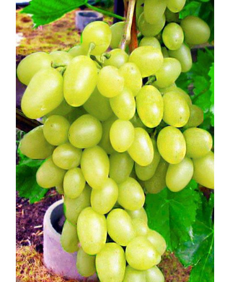 Виноград Аркадия Виноград Аркадия