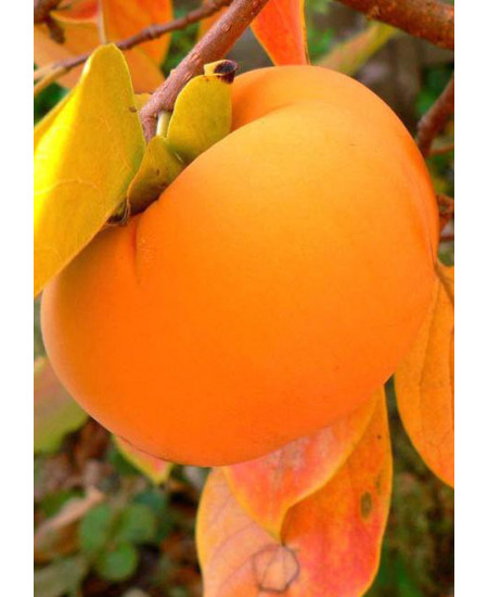 Хурма Чинебули Хурма Чинебули