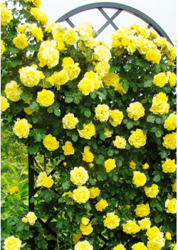 Роза плетистая Голден Шауэрс