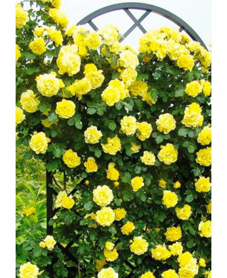 Роза плетистая Голден Шауэрс Роза плетистая Голден Шауэрс