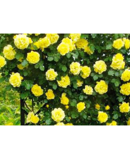 Роза плетистая Голден Шауэрс Роза плетистая Голден Шауэрс