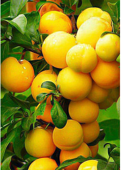 Алыча Премиум