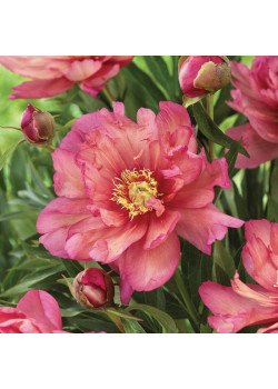 ИТО пиона Гарден Треже