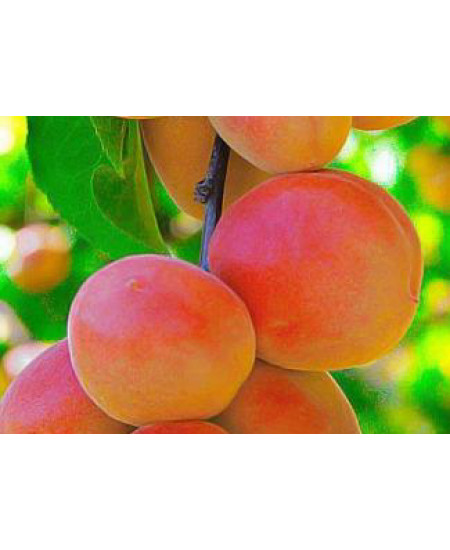 Абрикос Краснощекий Абрикос Краснощекий