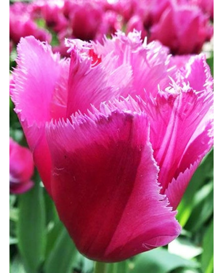 Тюльпан бахромчатый "Лувр" (Louvre) 3шт в упаковке (размер 11\12) Тюльпан бахромчатый "Лувр" (Louvre) 3шт в упаковке (размер 11\12)