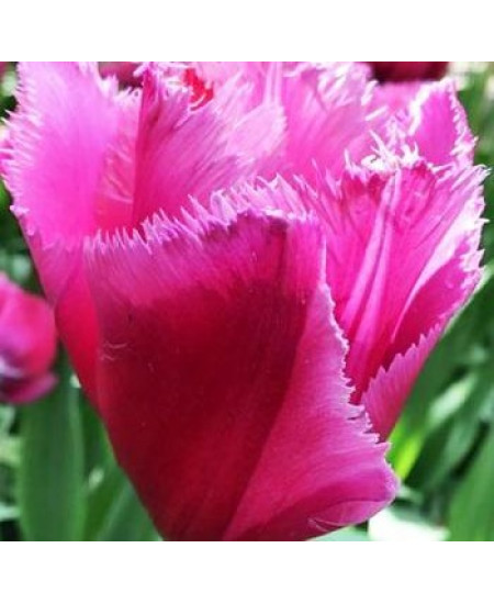 Тюльпан бахромчатый "Лувр" (Louvre) 3шт в упаковке (размер 11\12) Тюльпан бахромчатый "Лувр" (Louvre) 3шт в упаковке (размер 11\12)