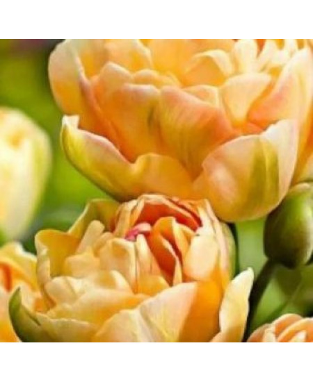 Тюльпан "Charming Lady" 3шт в упаковке Тюльпан "Charming Lady" 3шт в упаковке