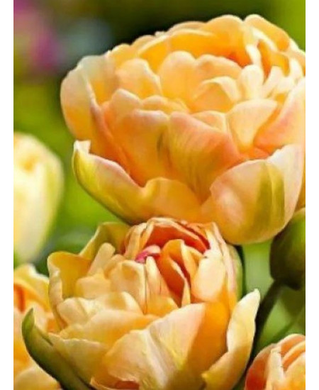 Тюльпан "Charming Lady" 3шт в упаковке Тюльпан "Charming Lady" 3шт в упаковке