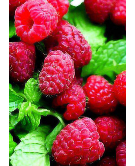 Малина Брусвяна Малина Брусвяна