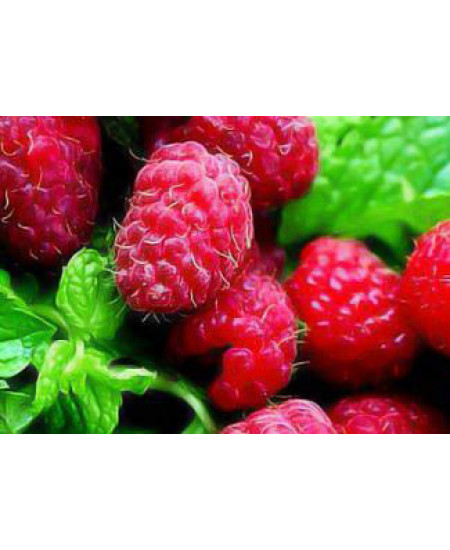 Малина Брусвяна Малина Брусвяна