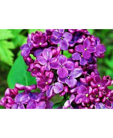 Сирень Анна Шиач Сирень Анна Шиач