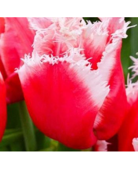 Тюльпан "New Santa" 3шт в упаковке Тюльпан "New Santa" 3шт в упаковке