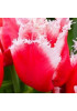 Тюльпан "New Santa" 3шт в упаковке Тюльпан "New Santa" 3шт в упаковке
