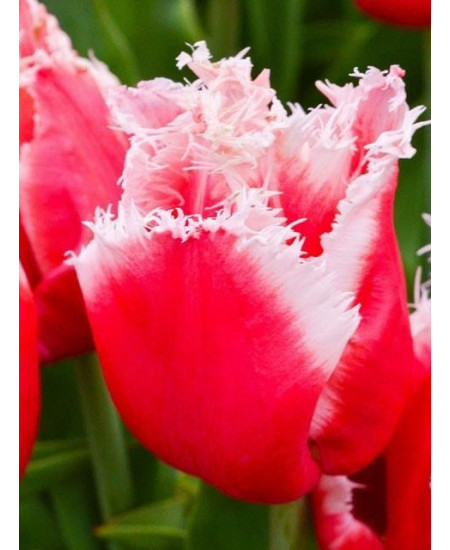 Тюльпан "New Santa" 3шт в упаковке Тюльпан "New Santa" 3шт в упаковке