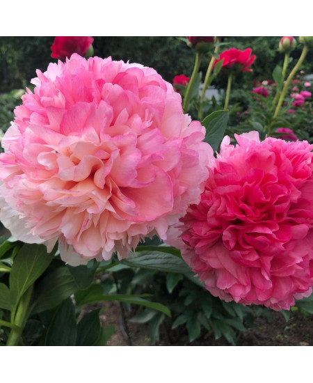 Пион Салмон Глори Пион Салмон Глори