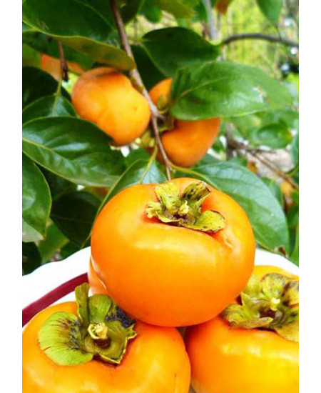 Хурма Яблочная Хурма Яблочная