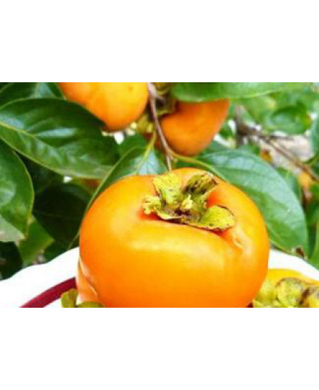 Хурма Яблочная Хурма Яблочная