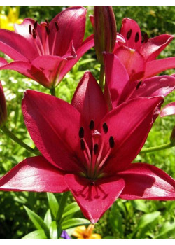 Лилия "Fangio" 3шт в упаковке