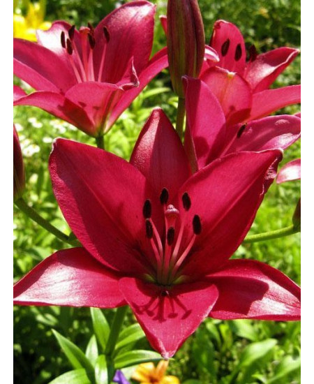 Лилия "Fangio" 3шт в упаковке Лилия "Fangio" 3шт в упаковке