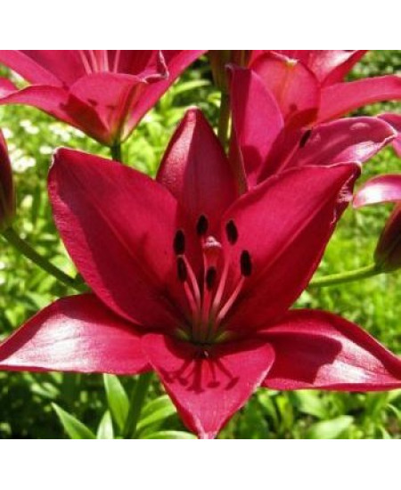 Лилия "Fangio" 3шт в упаковке Лилия "Fangio" 3шт в упаковке