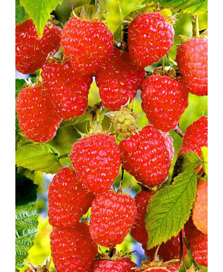 Малина Аленушка Малина Аленушка