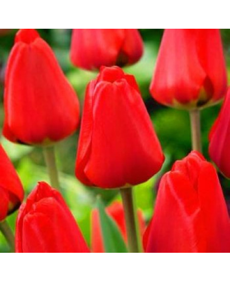 Тюльпан дарвинов гибрид "Апельдорн" (Exotic Emperor) 3шт в упаковке (размер 11/12) Тюльпан дарвинов гибрид "Апельдорн" (Exotic Emperor) 3шт в упаковке (размер 11/12)