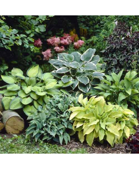 Хоста, микс Хоста, микс