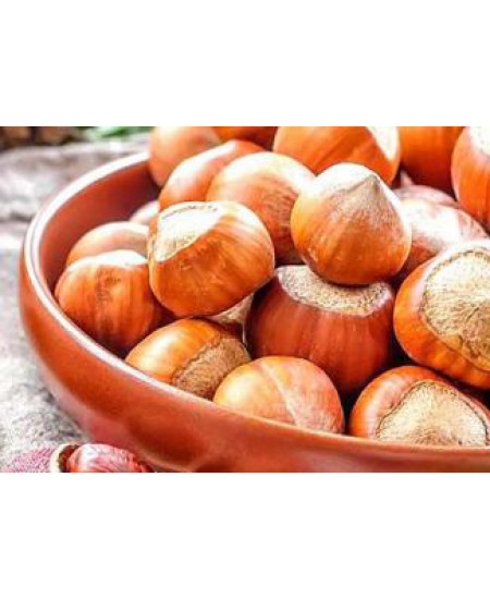 Фундук Римский Фундук Римский