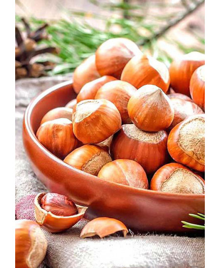 Фундук Римский Фундук Римский