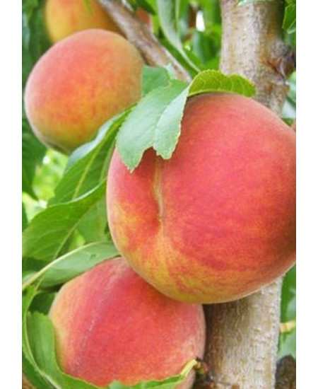 Персик Сказка Персик Сказка