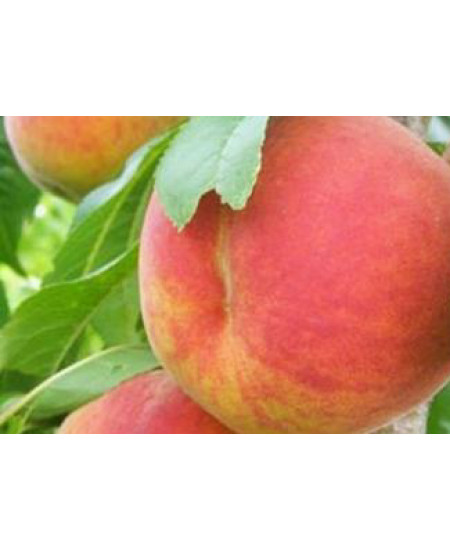 Персик Сказка Персик Сказка