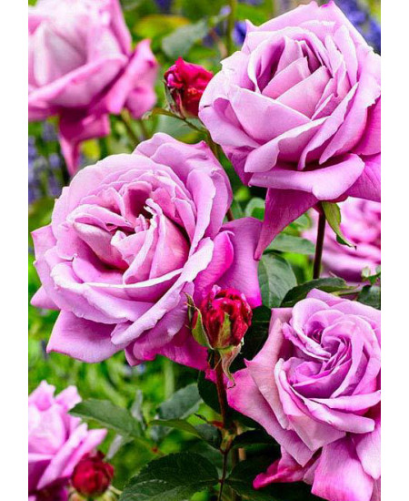 Роза чайно-гибридная Си-си Роза чайно-гибридная Си-си