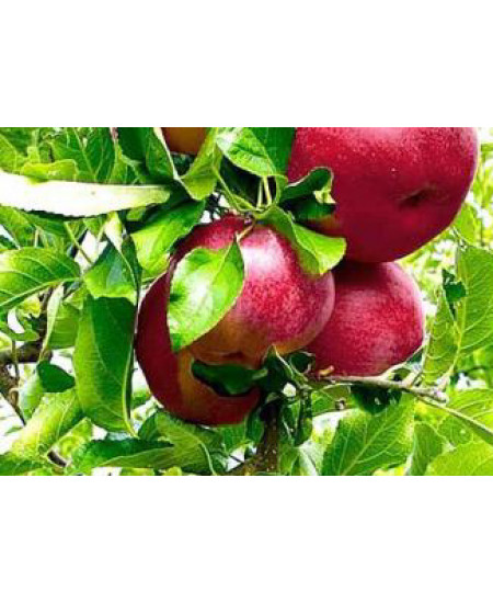 Яблоня Услада Яблоня Услада