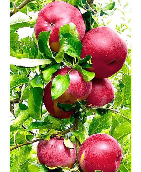 Яблоня Услада Яблоня Услада