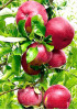 Яблоня Услада Яблоня Услада