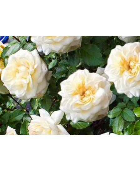 Роза флорибунда Чайковский Роза флорибунда Чайковский